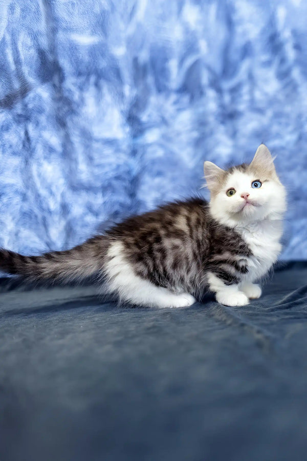 Junona | munchkin kitten
