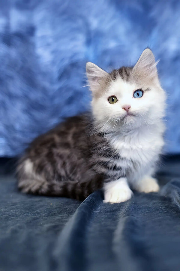 Junona | munchkin kitten