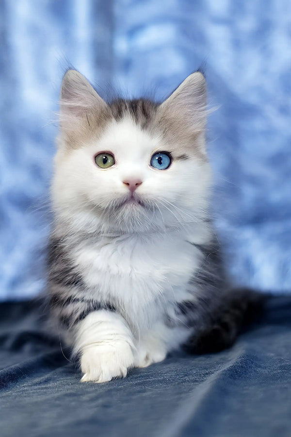 Junona | munchkin kitten