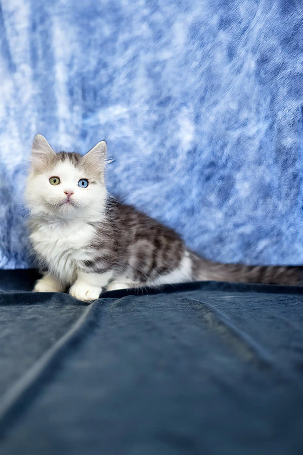 Junona | munchkin kitten