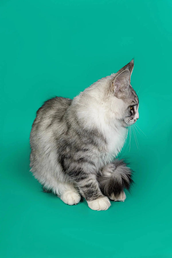 Gray and white Maine Coon kitten sitting pretty, looking side-eye like a silver tabby
