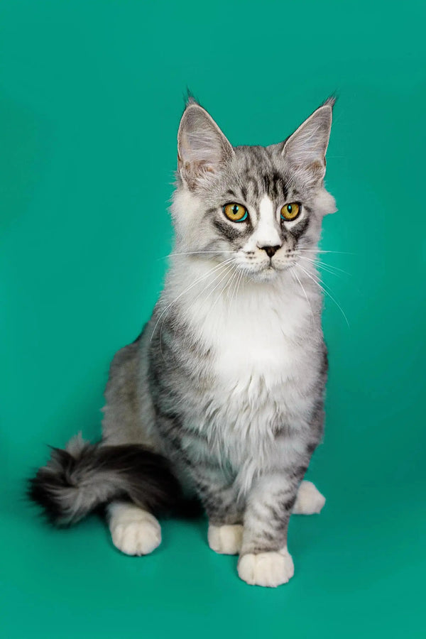 Gray and white Maine Coon kitten with yellow eyes looking adorable and playful