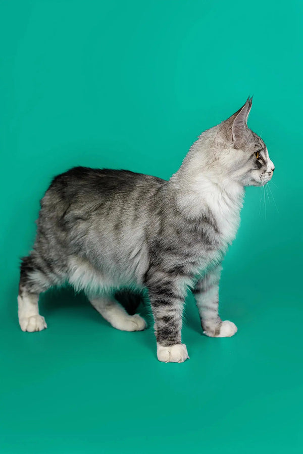 Gray and white tabby kitten in profile, perfect Maine Coon cutie for your home