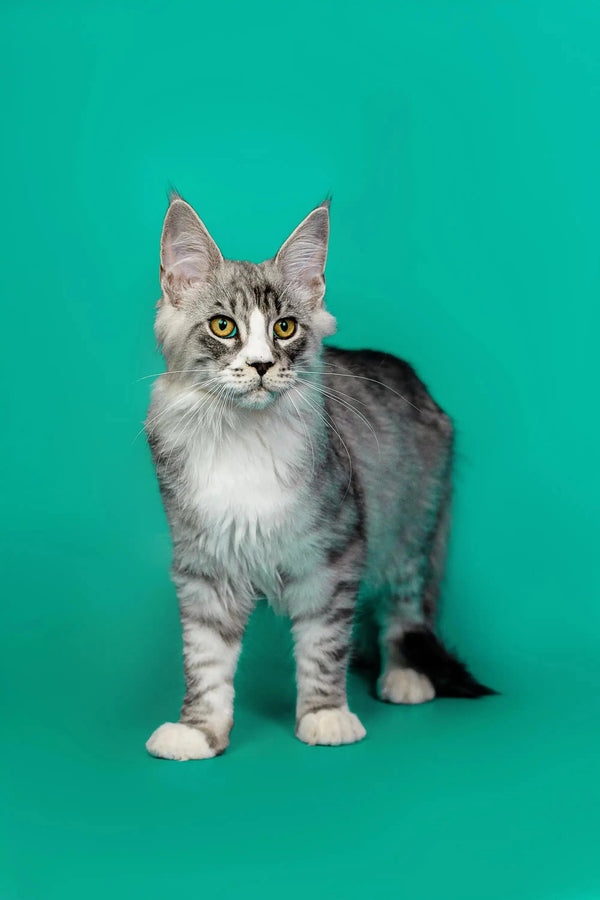 Gray and white Maine Coon kitten with green eyes, the perfect silver tabby companion