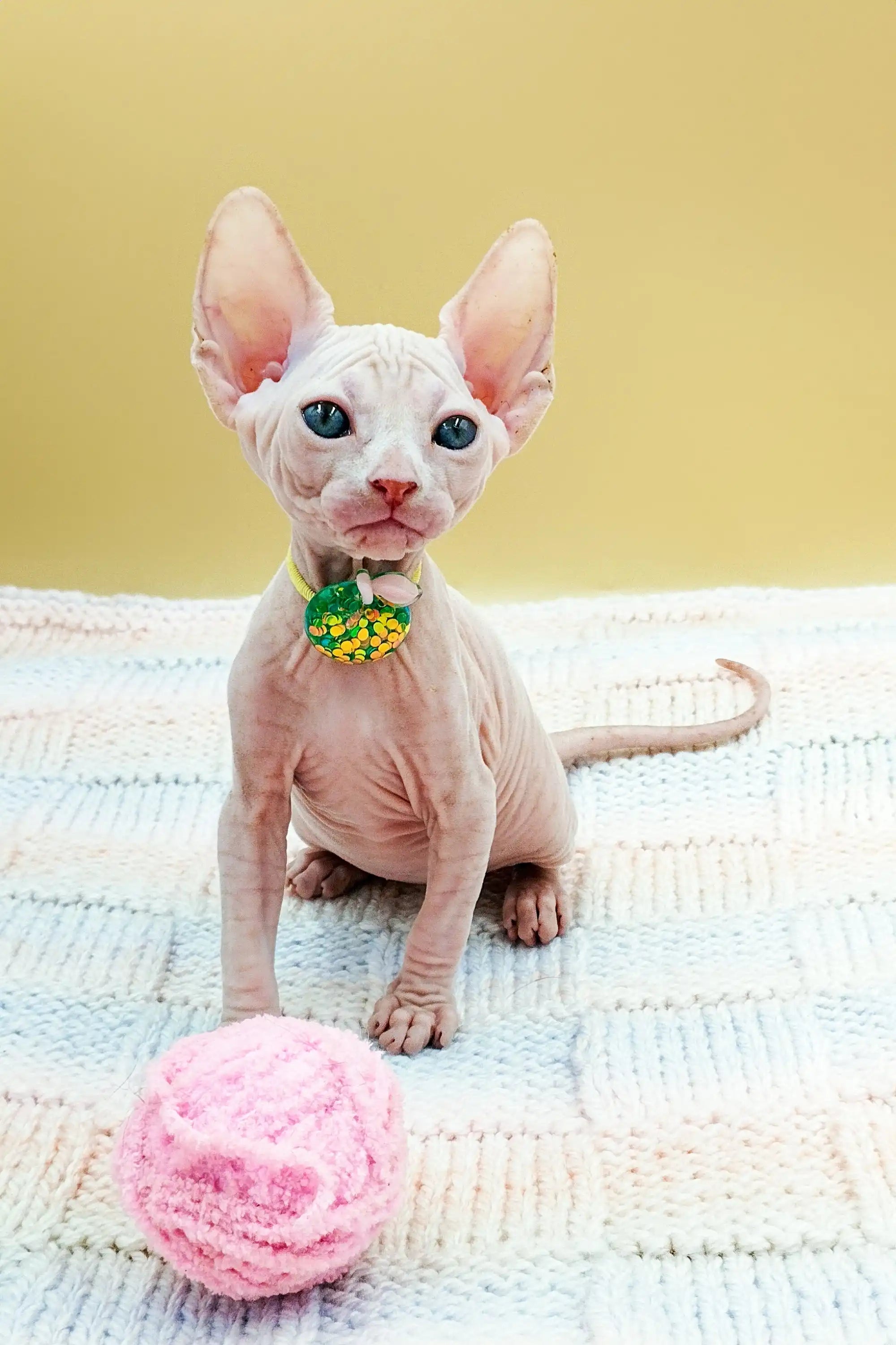 Kabyki the Loveable Sphynx Kitten with Green Eyes
