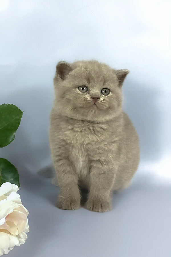 Kalif | british shorthair kitten