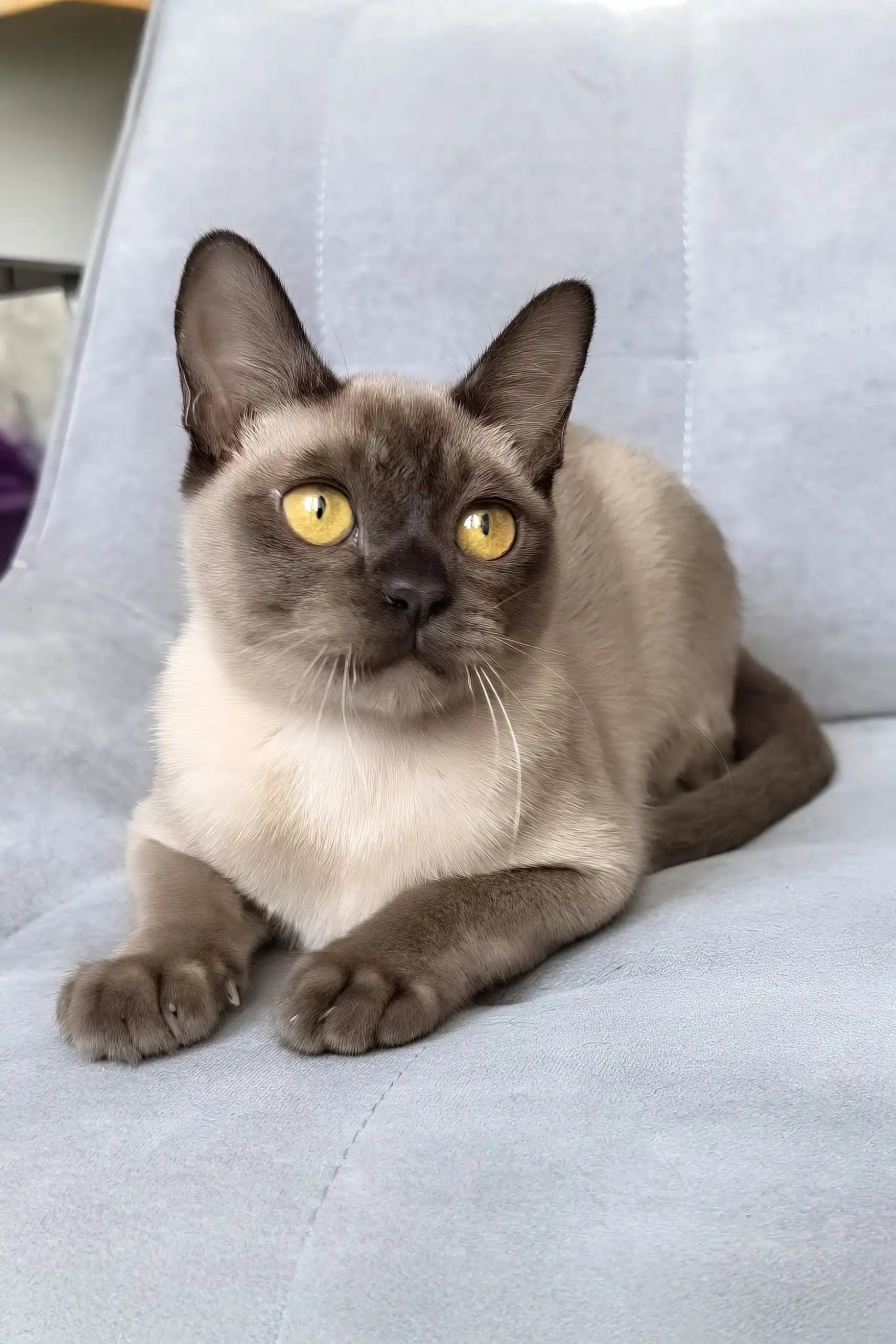 Meet Kamilla: Adorable Burmese Kitten with Bright Orange Eyes
