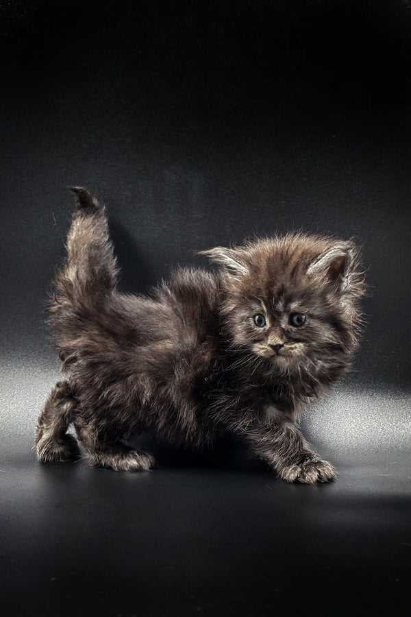 Fluffy gray Maine Coon kitten with wide eyes and a raised tail looking adorable