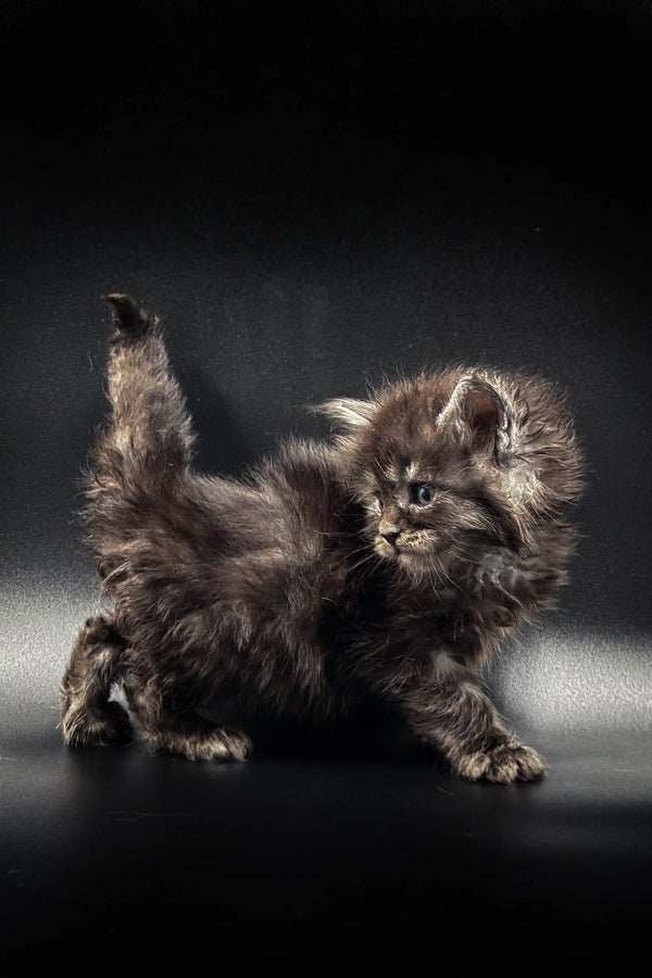 Fluffy gray Maine Coon kitten posing playfully, showcasing its long-haired coat