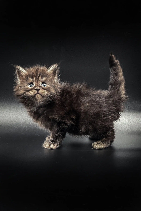 Fluffy gray Maine Coon kitten with wide eyes standing on a shiny surface