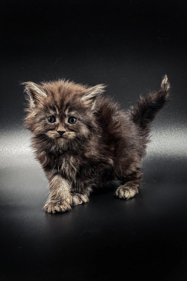 Fluffy gray tabby Maine Coon kitten with wide eyes and a playful raised tail