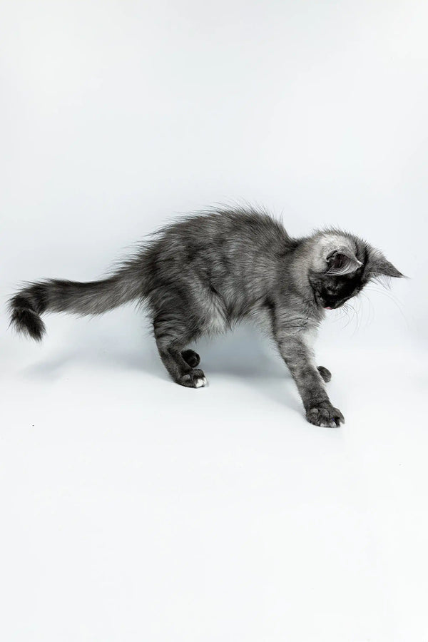 Gray and white Maine Coon kitten playfully stretched out, showcasing its adorable charm
