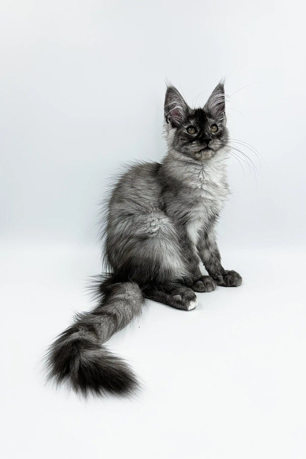 Gray and white Maine Coon kitten with a fluffy tail from Kandy