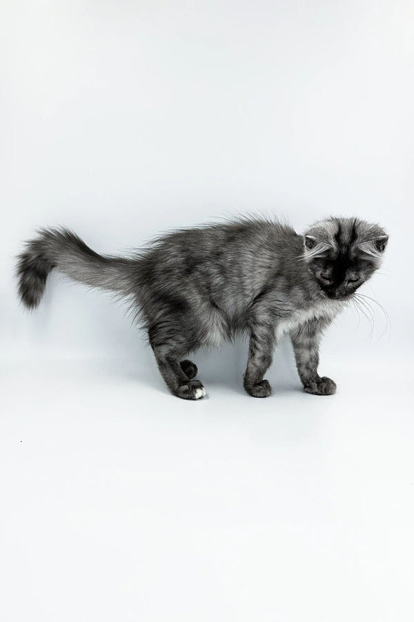 Gray and black striped Maine Coon kitten with a fluffy tail, ready to play!