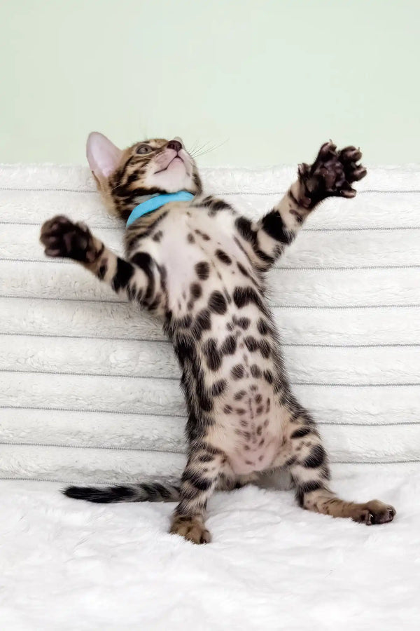 Kasper | bengal kitten