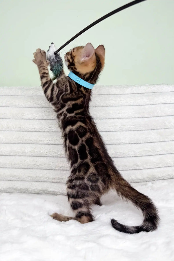 Kasper | bengal kitten