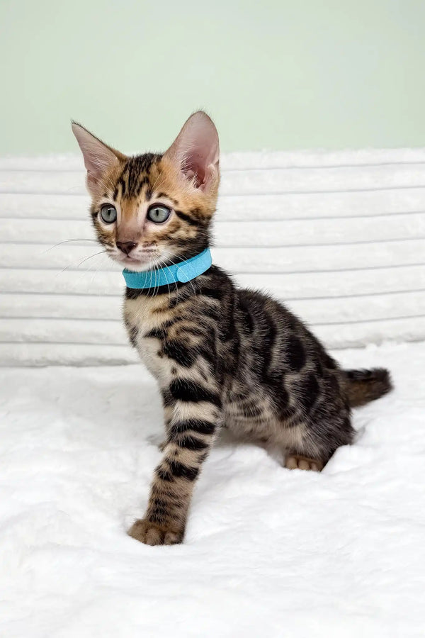 Kasper | bengal kitten