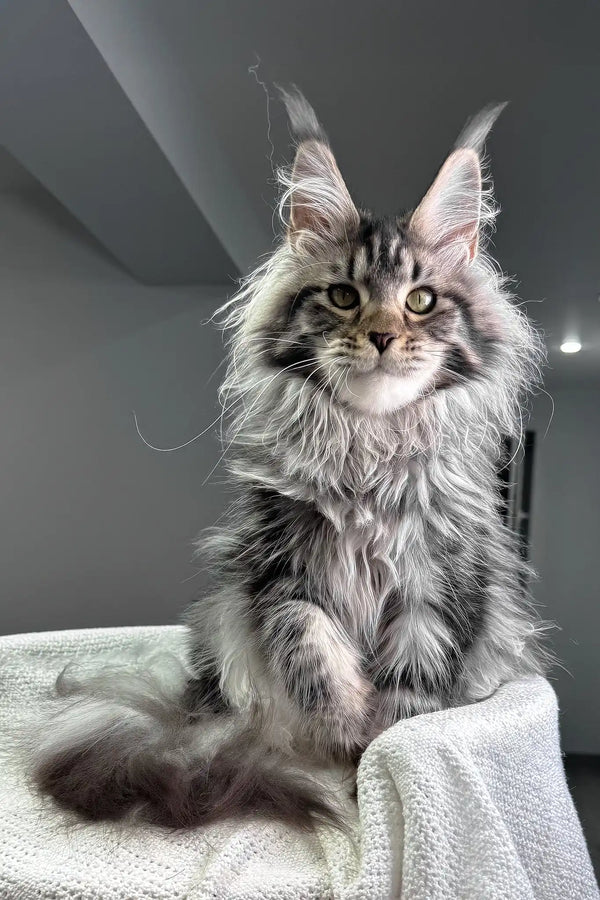 Katie | maine coon kitten