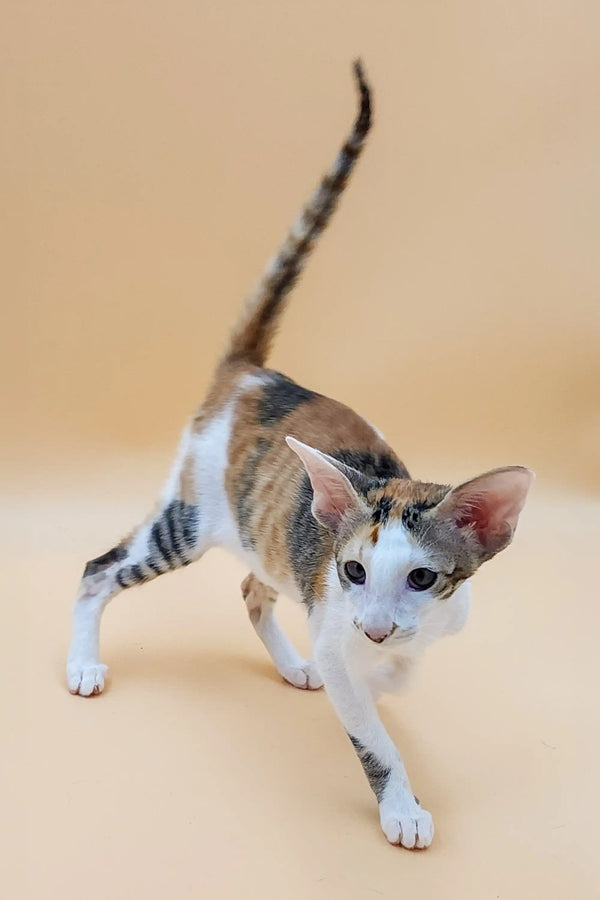 Slender alert Oriental Kitten with tabby markings and large ears for adoption