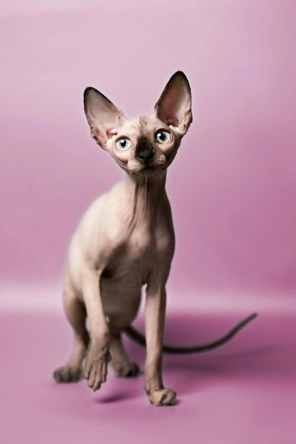 Adorable Hairless Sphynx kitten with big ears and wrinkled skin, perfect for cuddles