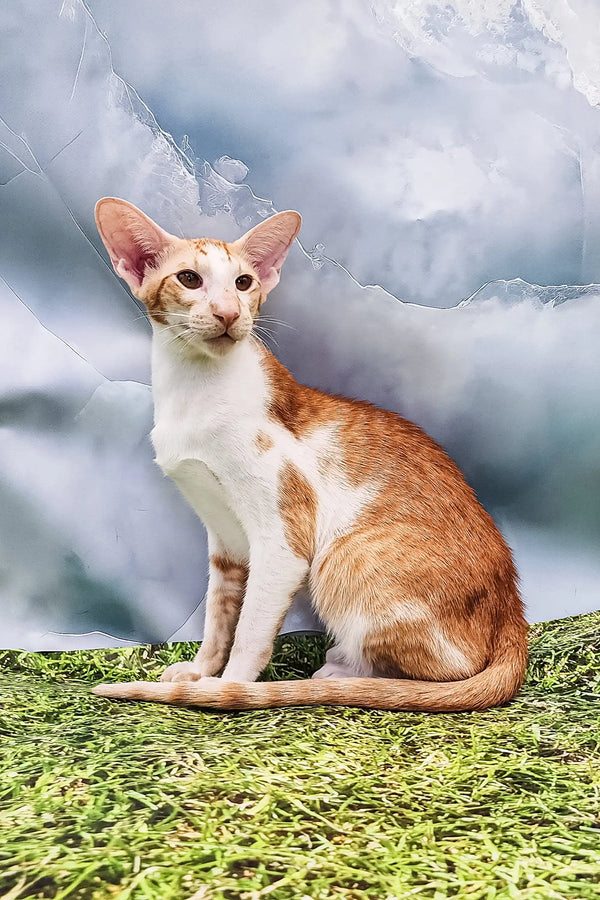Orange and white Oriental Shorthair cat named Kevin in adorable kitten pose