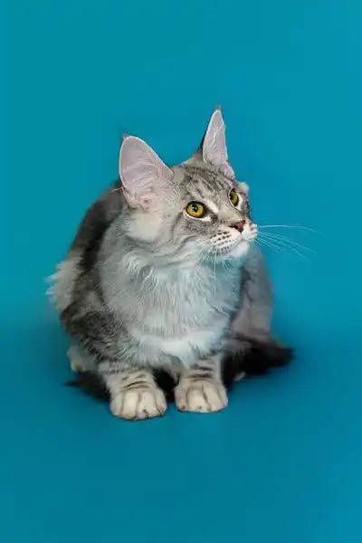 Gray and white Maine Coon kitten with yellow eyes sitting upright, looking adorable