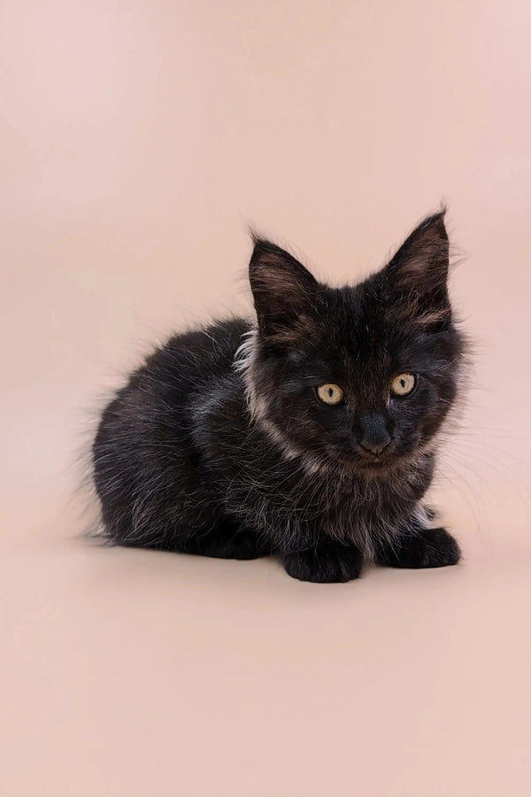 Fluffy black Maine Coon kitten with alert eyes, perfect for cuddling and playtime