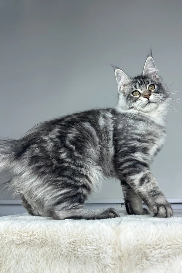 Gray Tabby Maine Coon Kitten named Kim looking adorable and playful