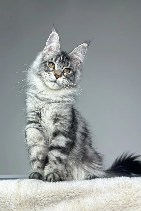 Adorable Silver Tabby Maine Coon Kitten, Kim, ready for a loving home