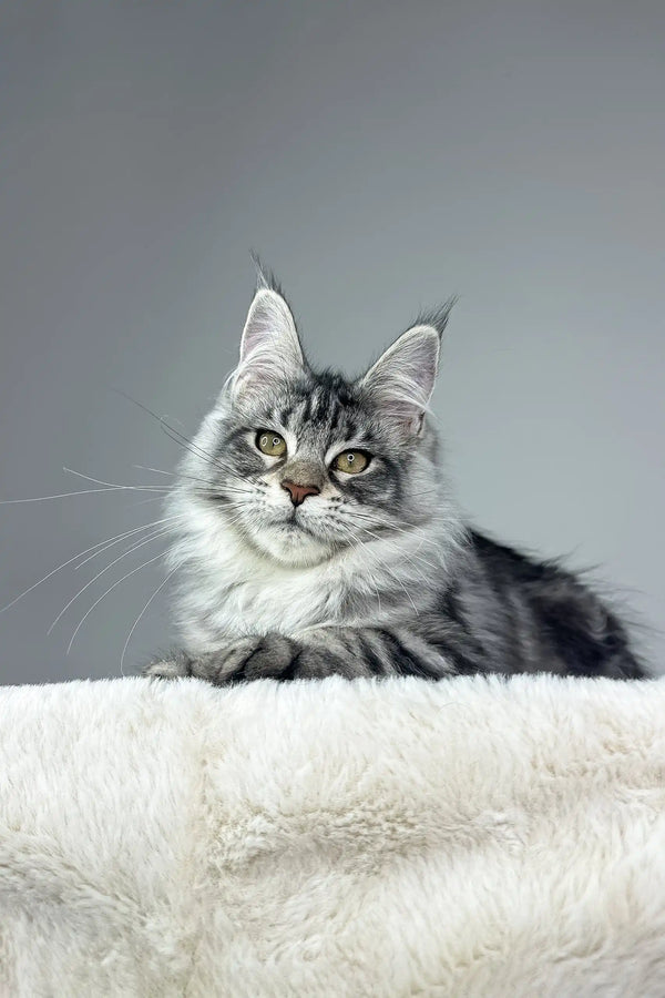 Silver Tabby Maine Coon Cat named Kim, the adorable Maine Coon Kitten