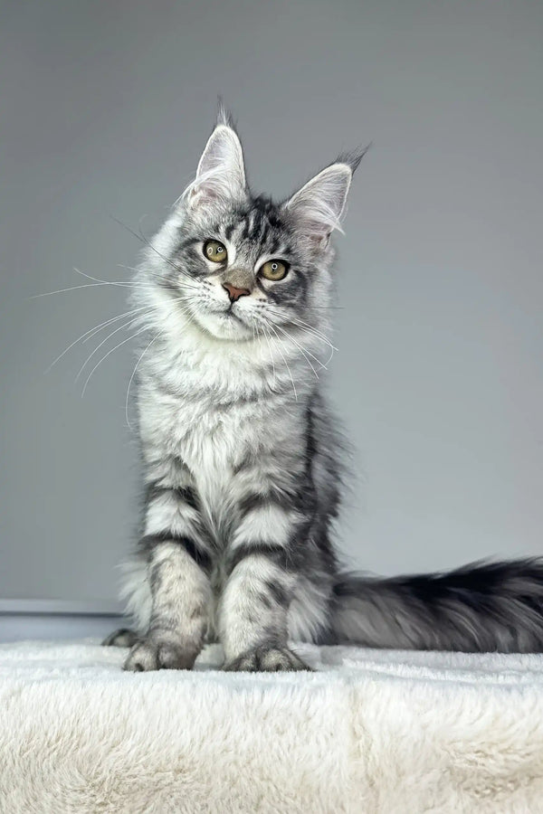 Cute Silver Tabby Maine Coon Kitten named Kim in a playful pose