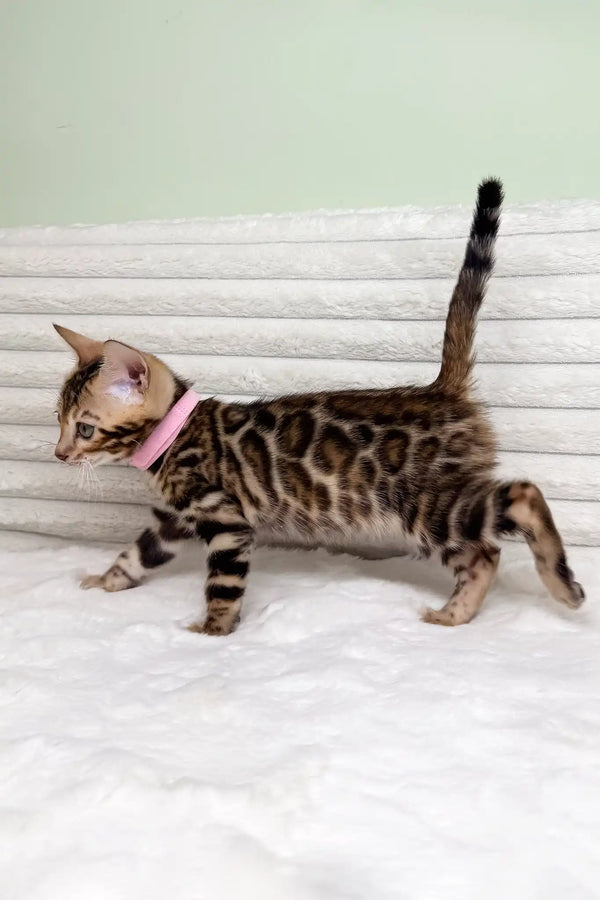 Kimberly | bengal kitten