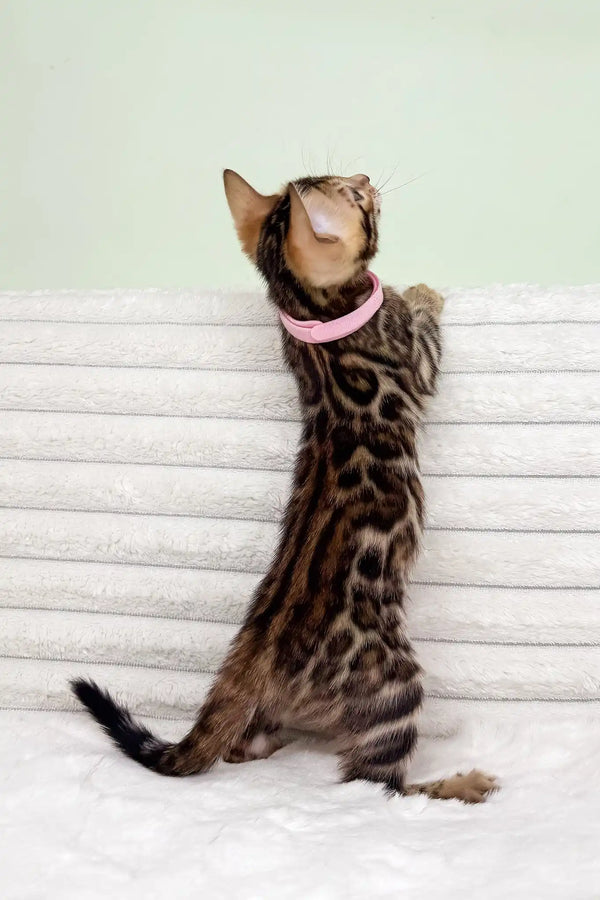 Kimberly | bengal kitten