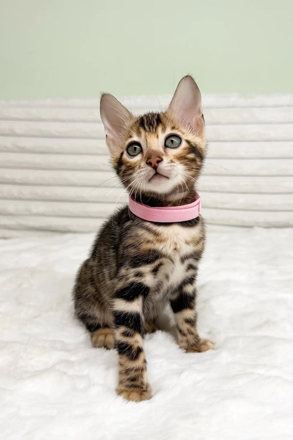 Kimberly | bengal kitten