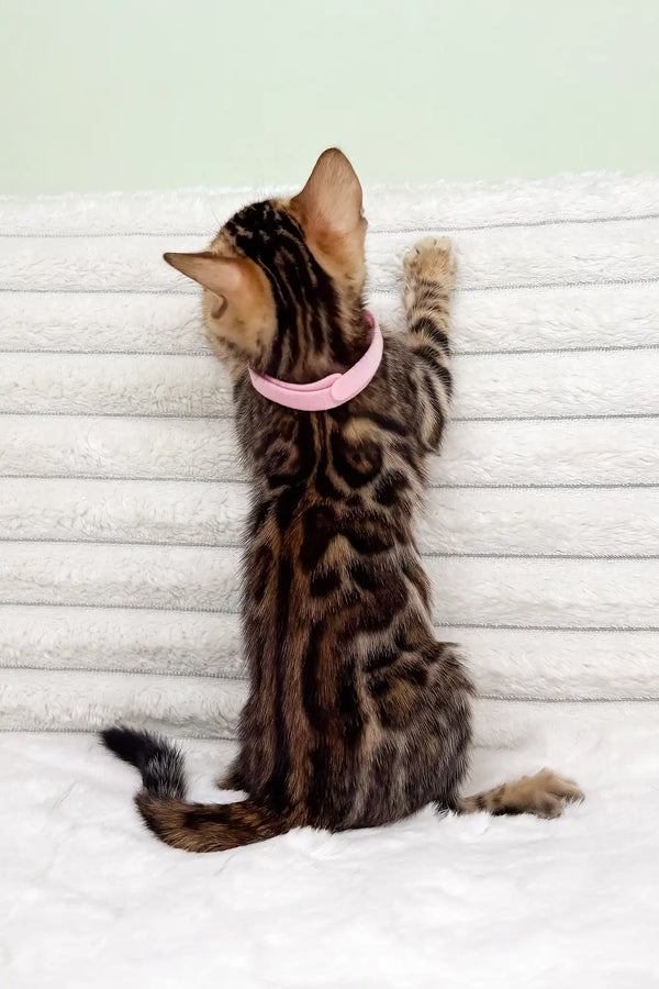 Kimberly | bengal kitten