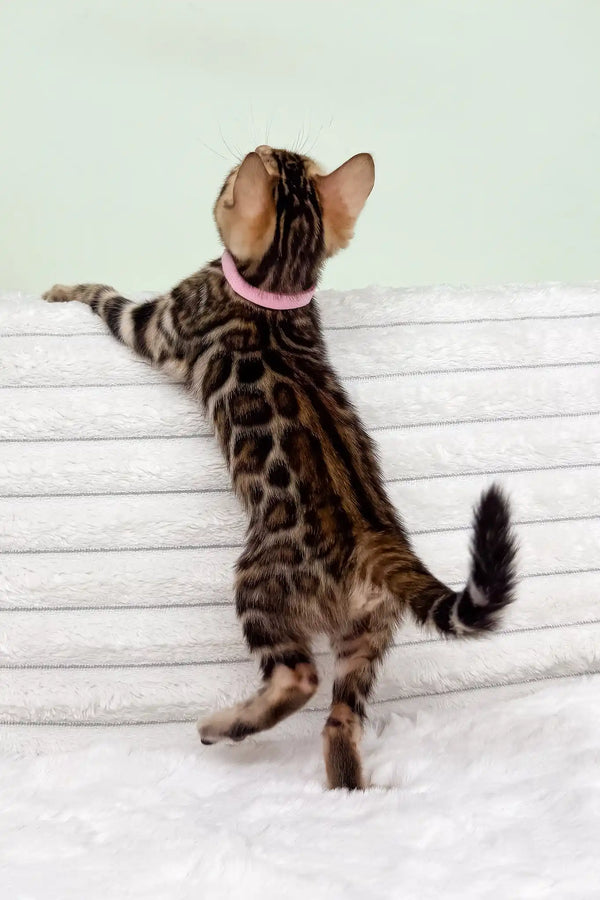 Kimberly | bengal kitten