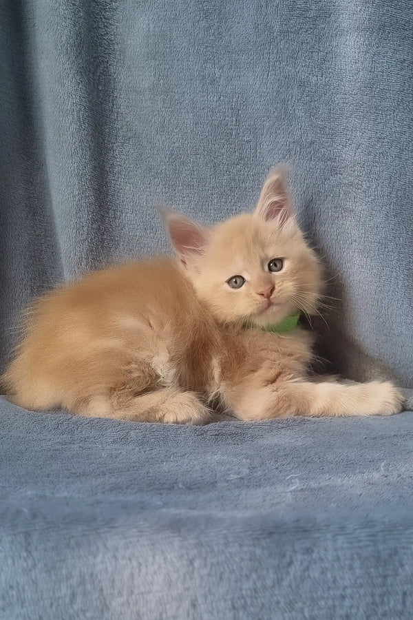 King | maine coon kitten