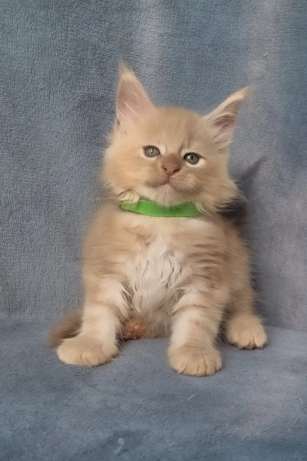 King | maine coon kitten