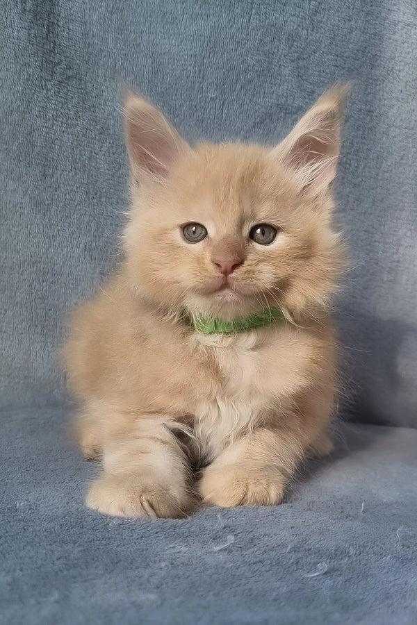 King | maine coon kitten