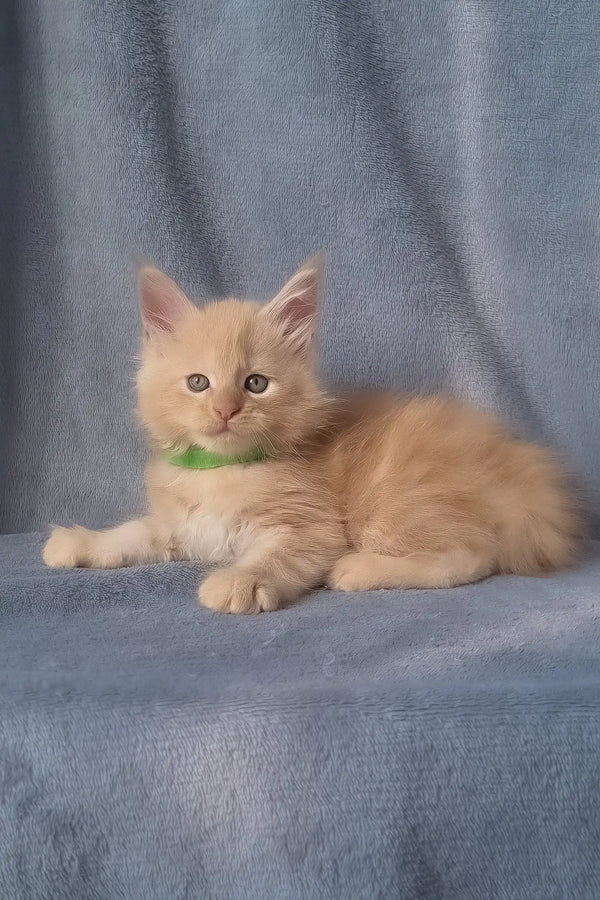 King | maine coon kitten