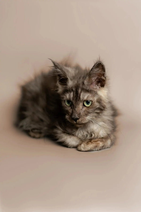 Gray and white long-haired King Maine Coon kitten lounging in comfort