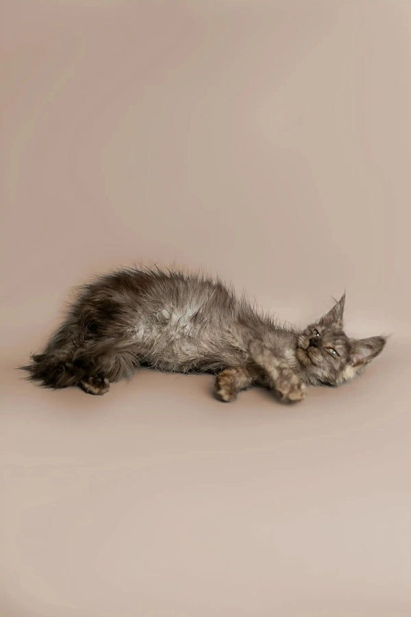 Long-haired gray King Maine Coon kitten lounging with eyes closed