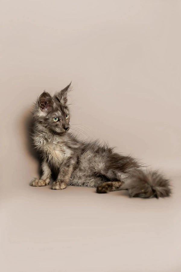 Fluffy gray and white Maine Coon kitten with a bushy tail, perfect for King Maine Coon fans