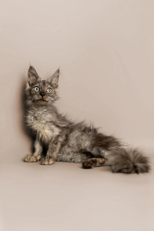 Fluffy gray Maine Coon kitten with alert eyes and long tail, King Maine Coon product