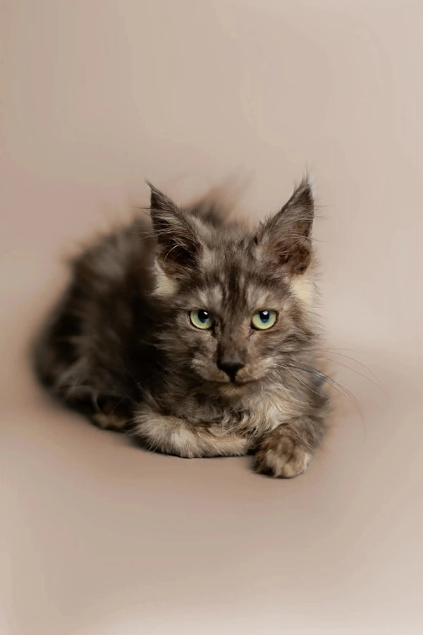Long-haired gray King Maine Coon Kitten with striking green eyes