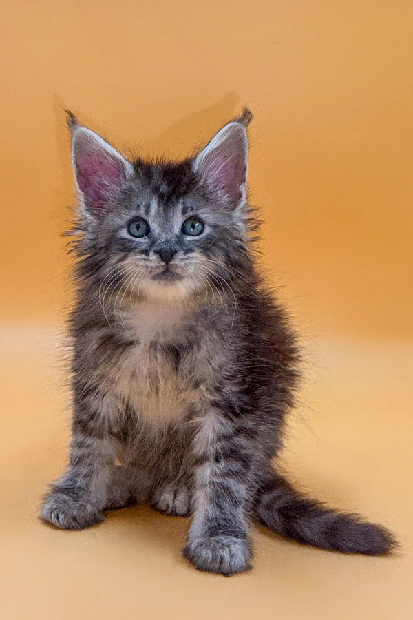 Fluffy gray and white Maine Coon kitten with blue eyes, perfect for King Maine lovers