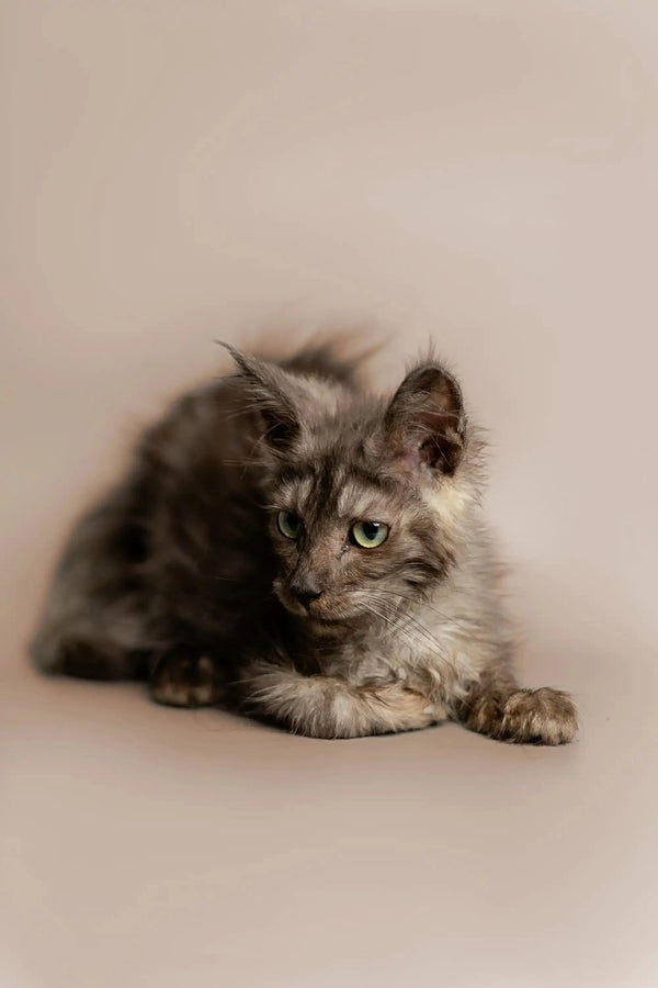 Fluffy gray Maine Coon kitten with green eyes relaxing, perfect for a King Maine Coon lover
