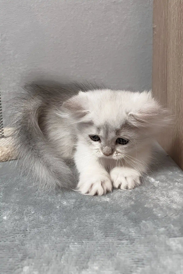 Kizune | munchkin kitten