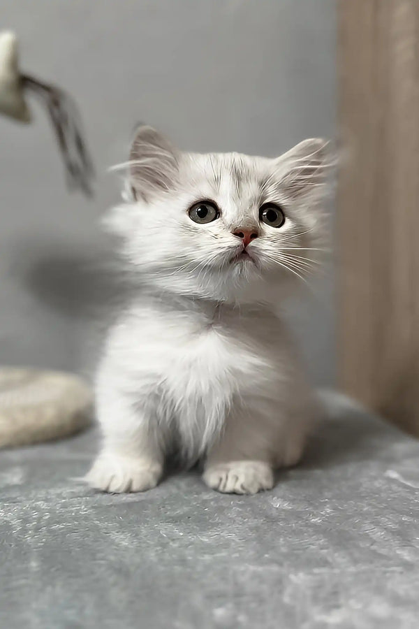 Kizune | munchkin kitten
