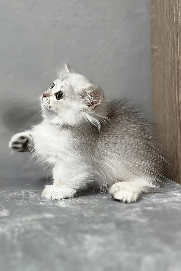 Kizune | munchkin kitten